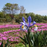 狭山丘陵　芝ざくら