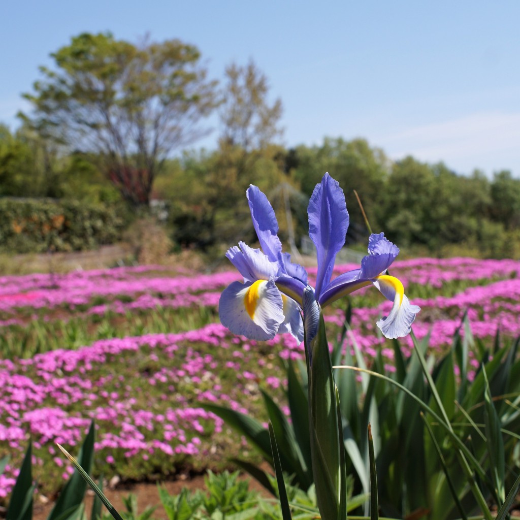 狭山丘陵　芝ざくら