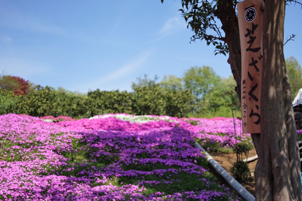 芝ざくら　狭山丘陵　フローラ