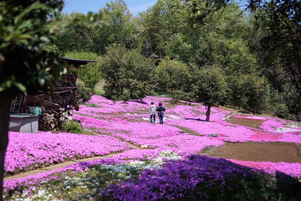狭山丘陵　芝桜