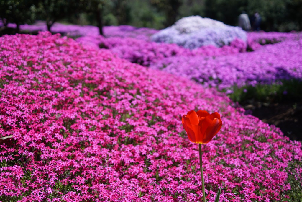 狭山丘陵　芝桜　チューリップ