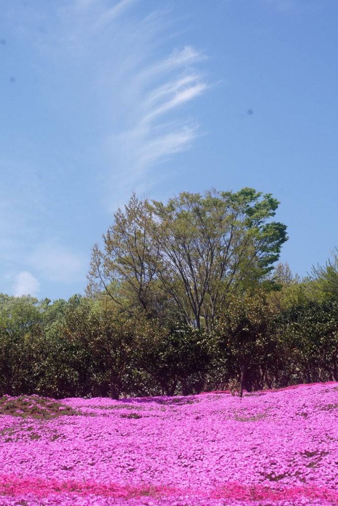 狭山丘陵　芝桜