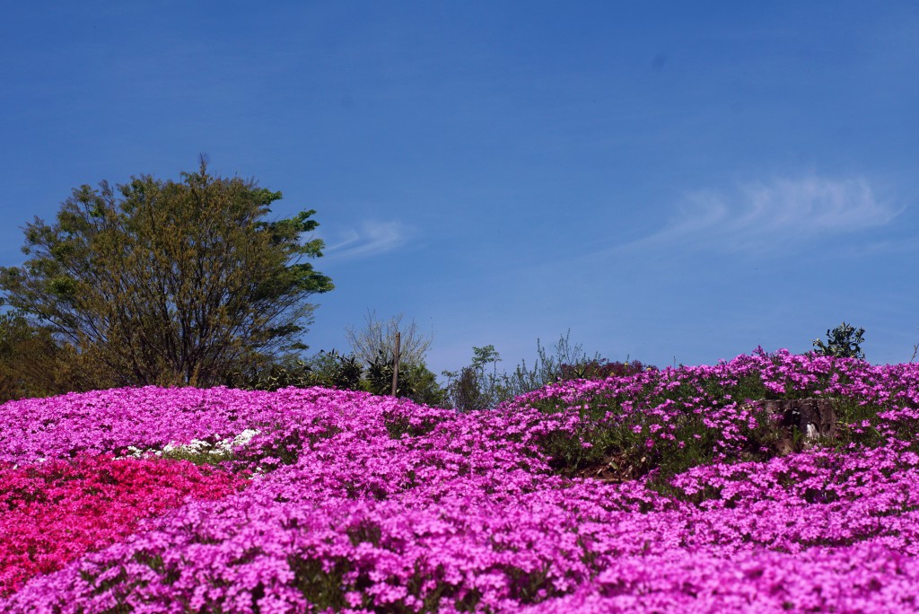 狭山丘陵の芝桜