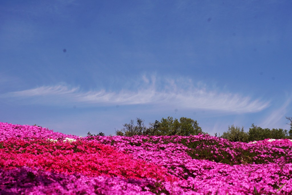 狭山丘陵の芝桜　空