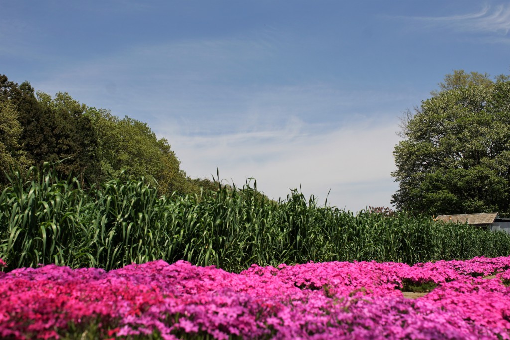 狭山丘陵の芝桜