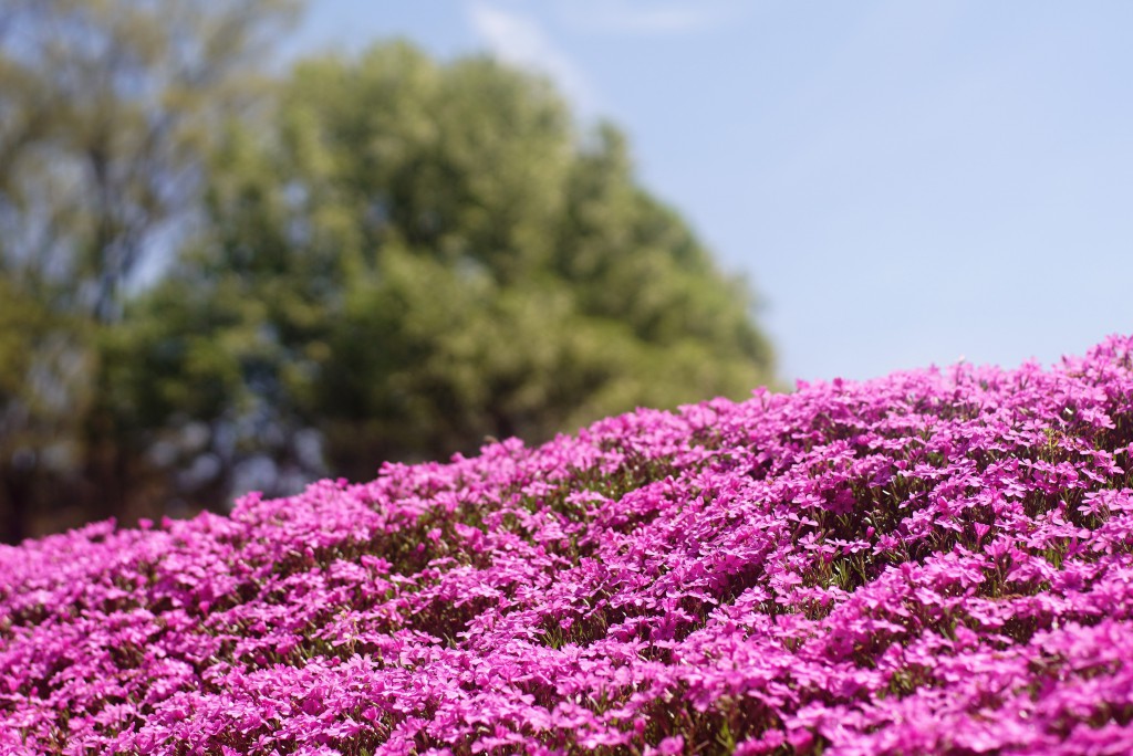 狭山丘陵の芝桜