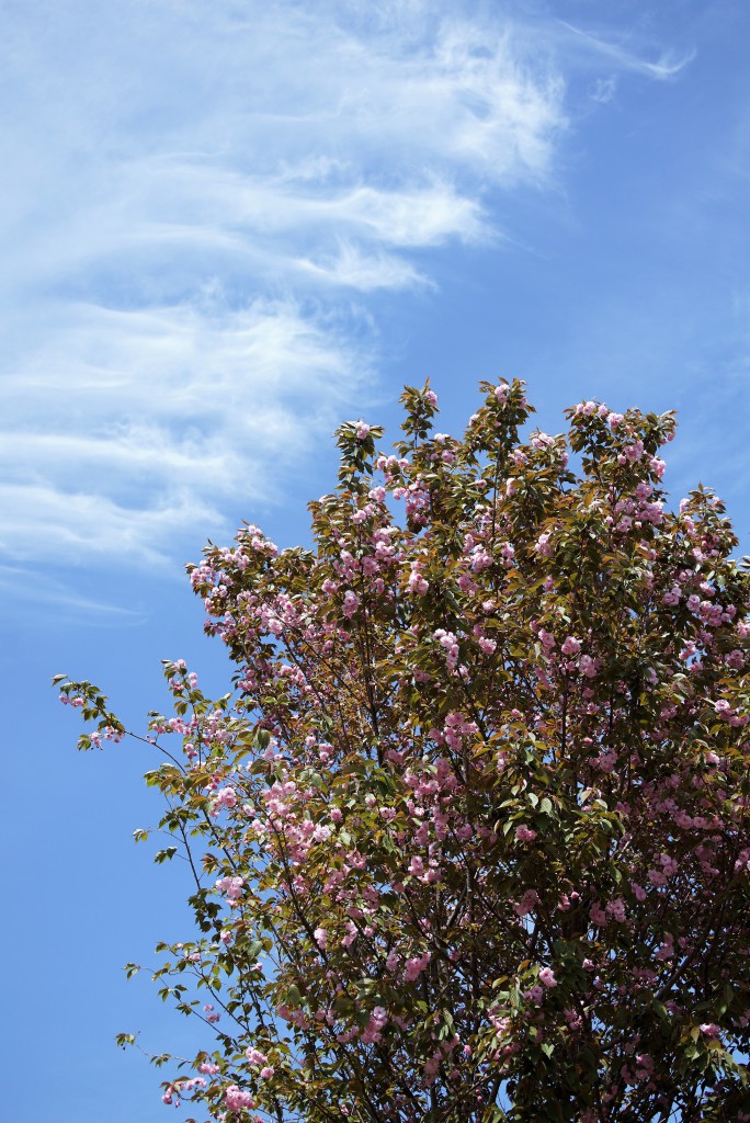 2017年4月21日狭山丘陵の空