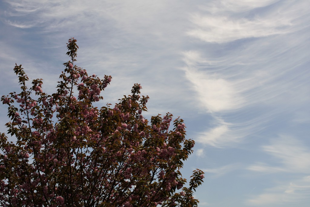 八重桜と空