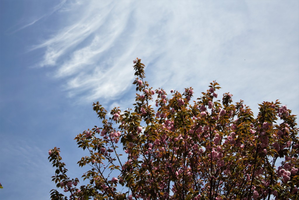 八重桜と空