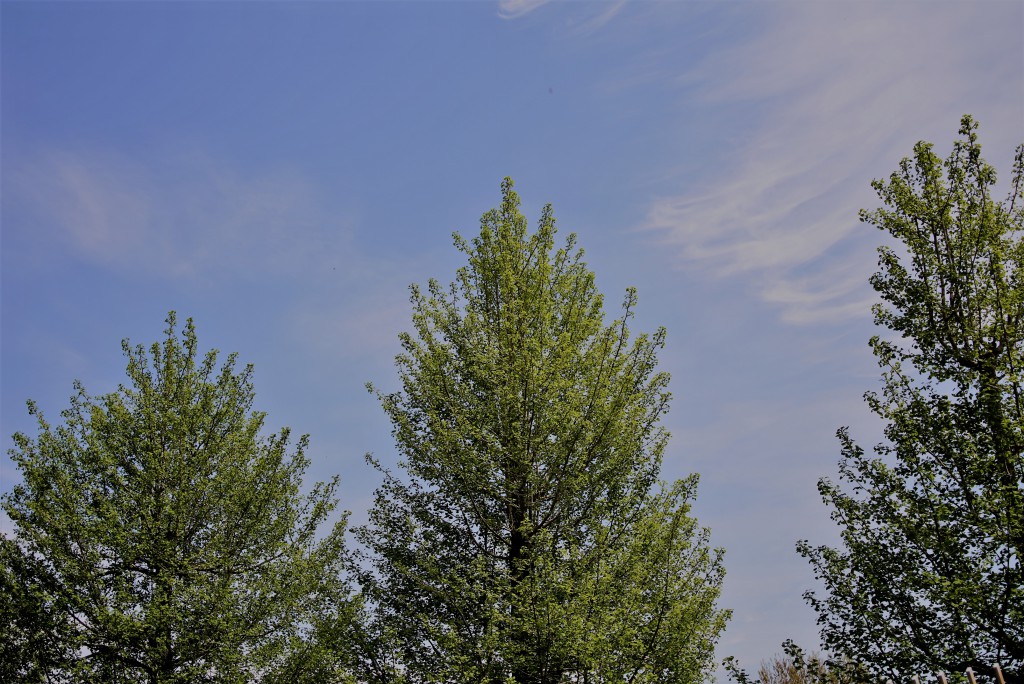 狭山丘陵の空