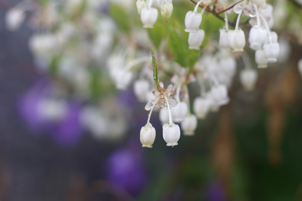 ドウダンツツジの花