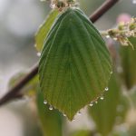 水滴はステキだ