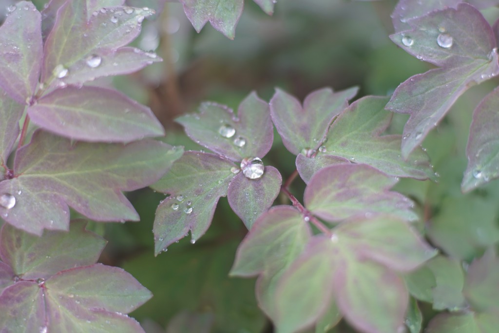 牡丹の花の雫