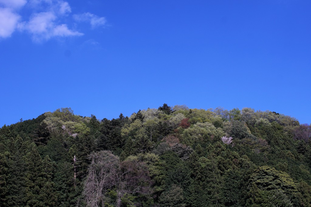 新緑　青空
