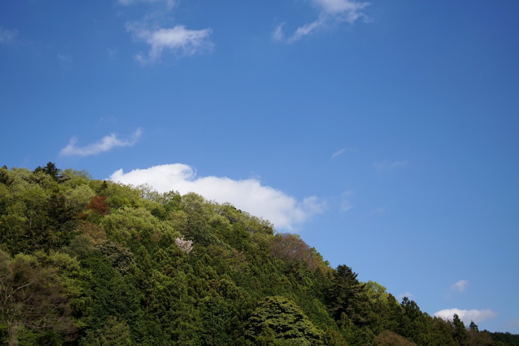 4月27日　新緑