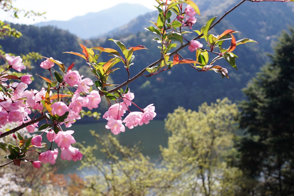 小河内神社　桜