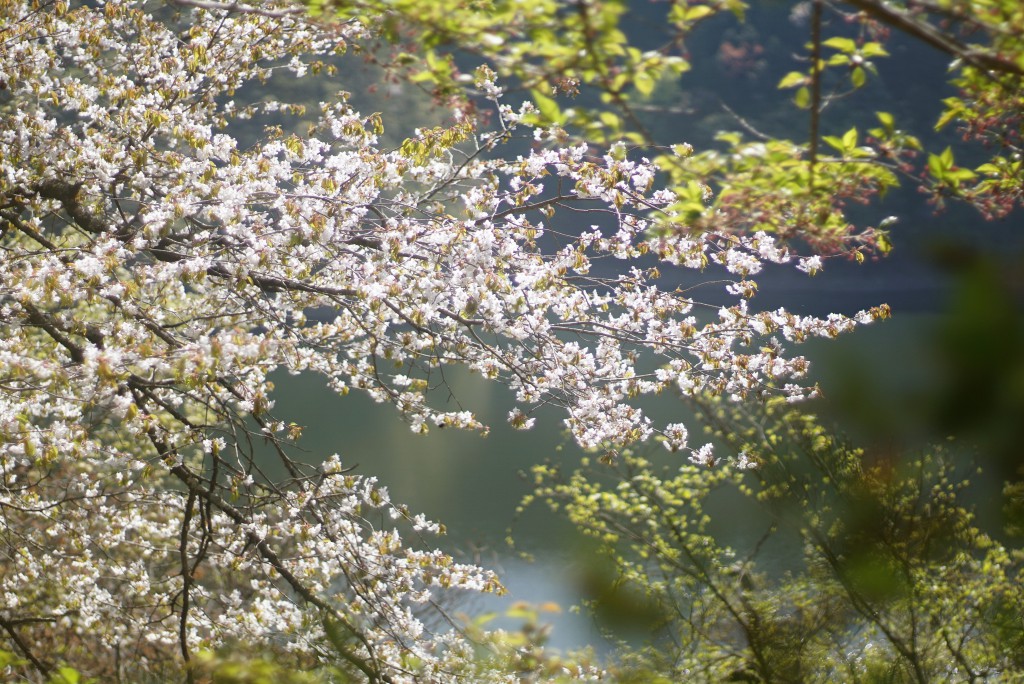 小河内神社　桜