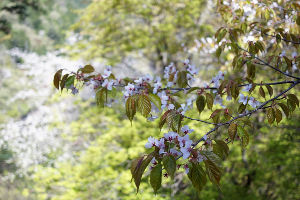 小河内神社　桜
