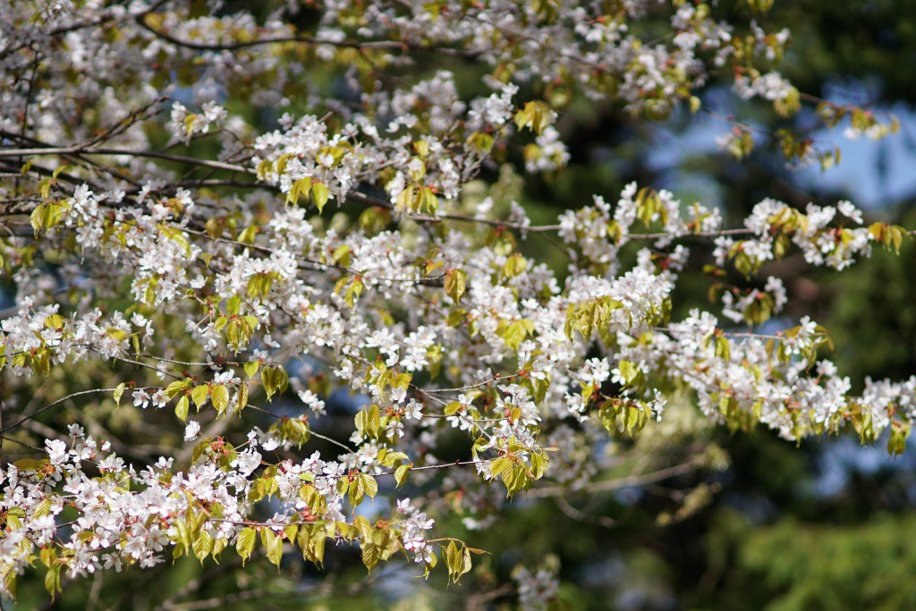 小河内神社桜