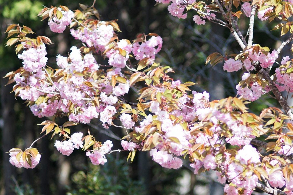 小河内神社桜