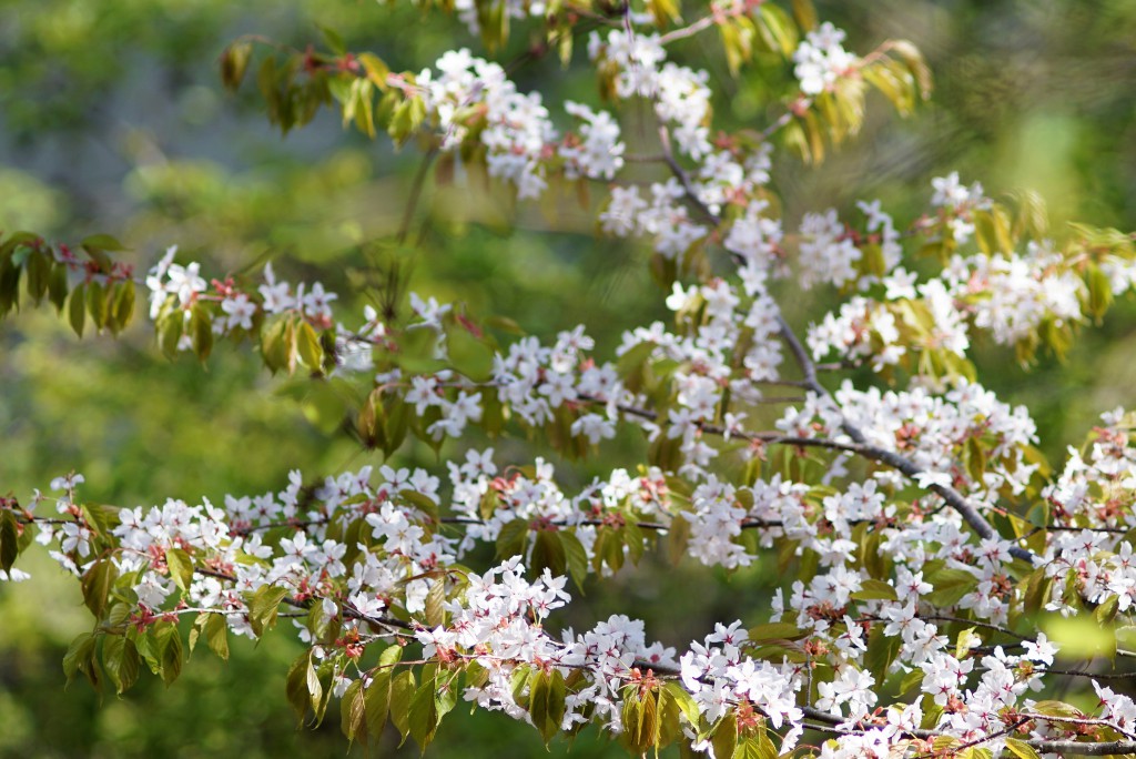 小河内神社桜