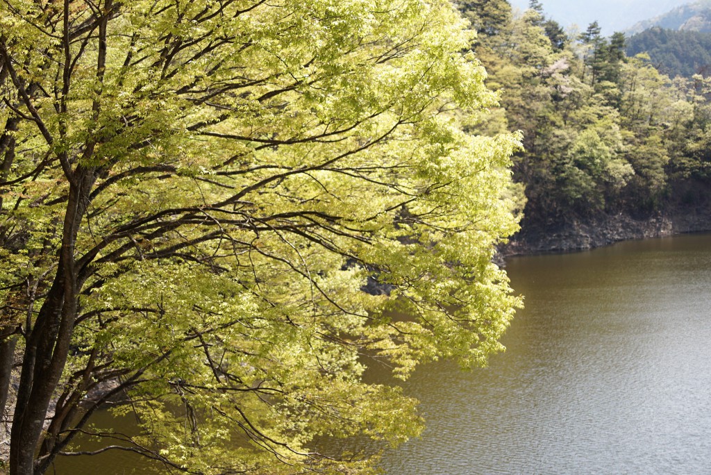 新緑の奥多摩湖