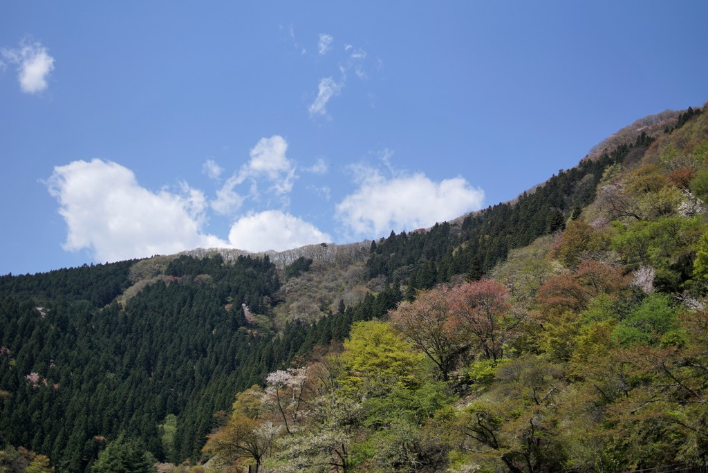 奥多摩湖　桜