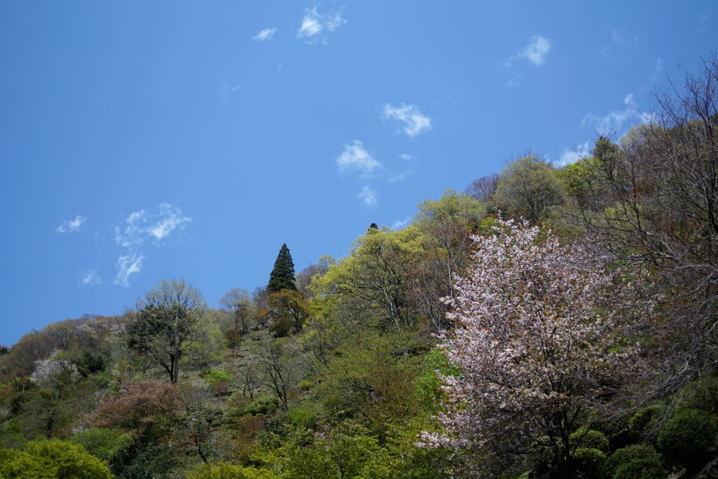 奥多摩湖　桜