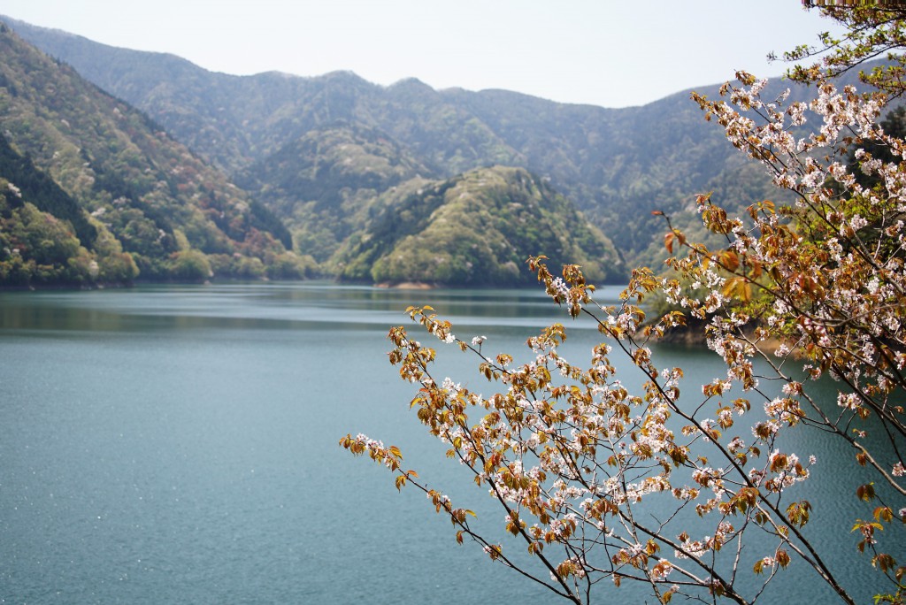 奥多摩湖　桜
