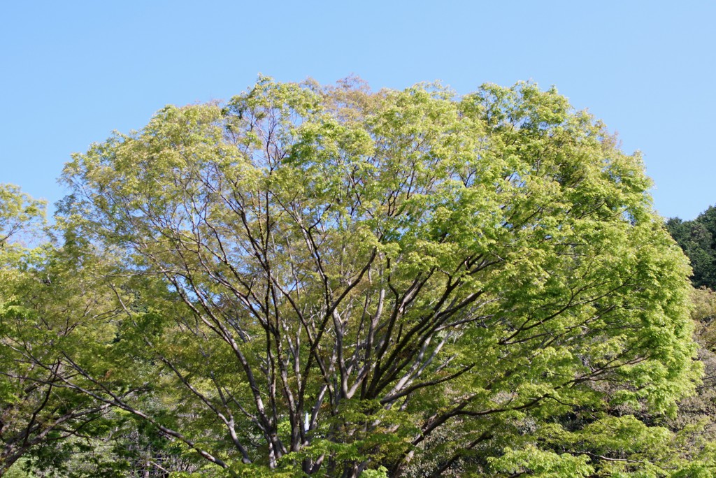 奥多摩せせらぎの里美術館の欅