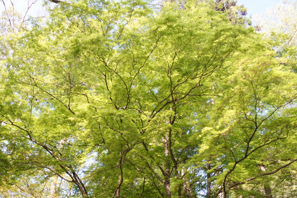 奥多摩せせらぎの里美術館紅葉