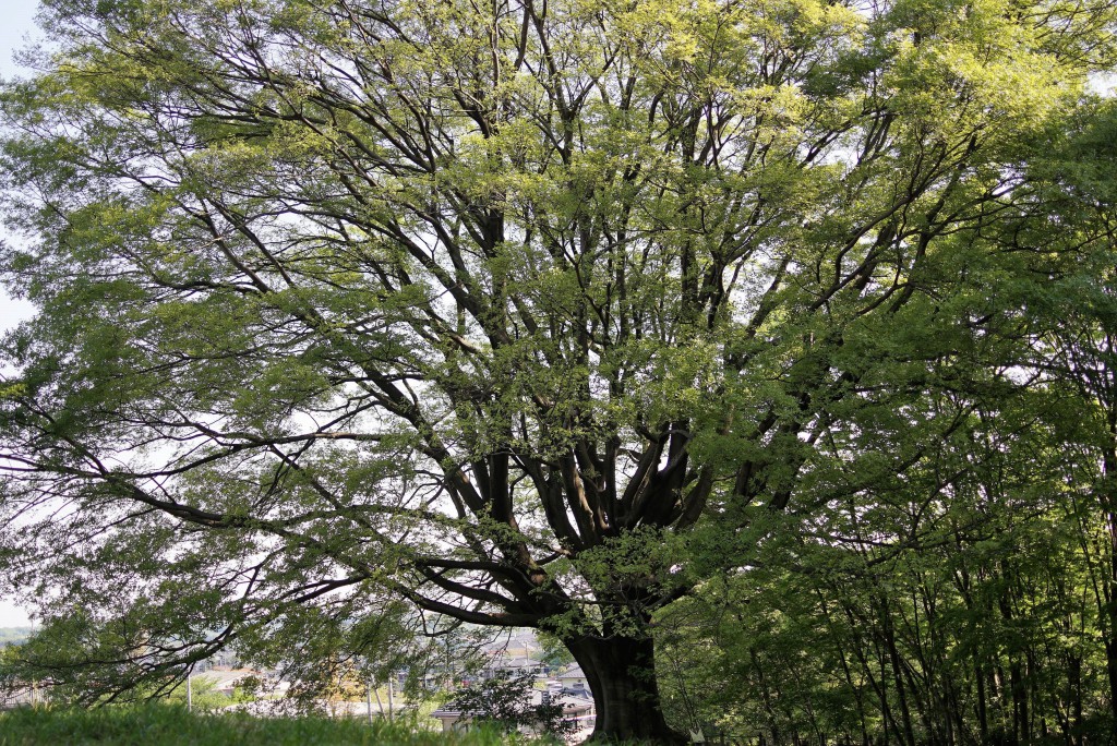 榎