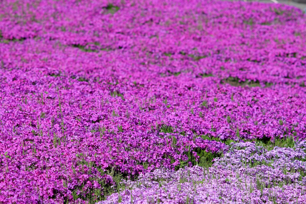 芝桜