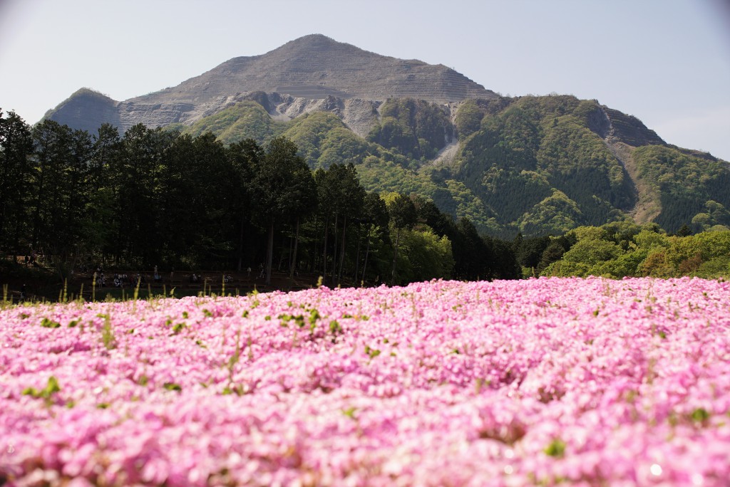 羊山公園　武甲山