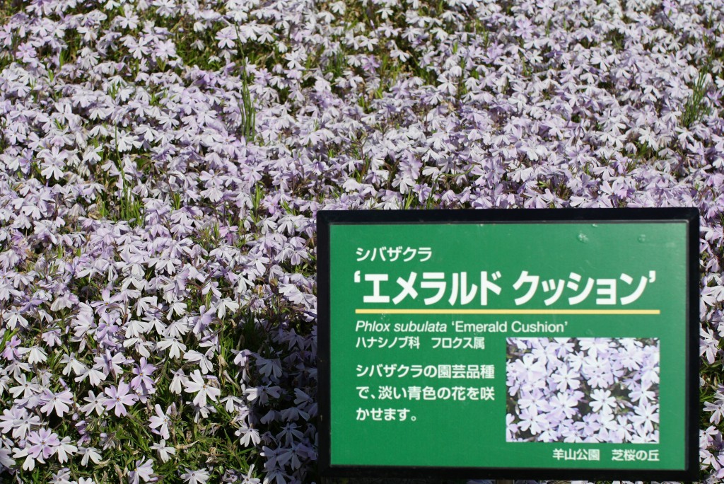 羊山公園　エメラルドクッション