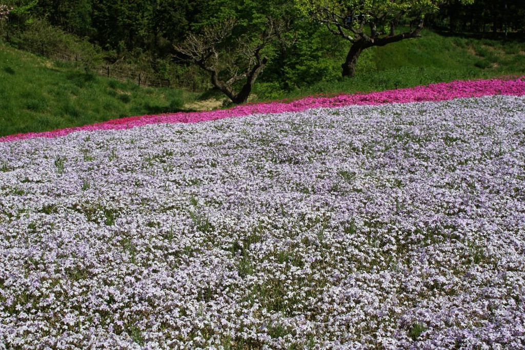 羊山公園芝ざくら