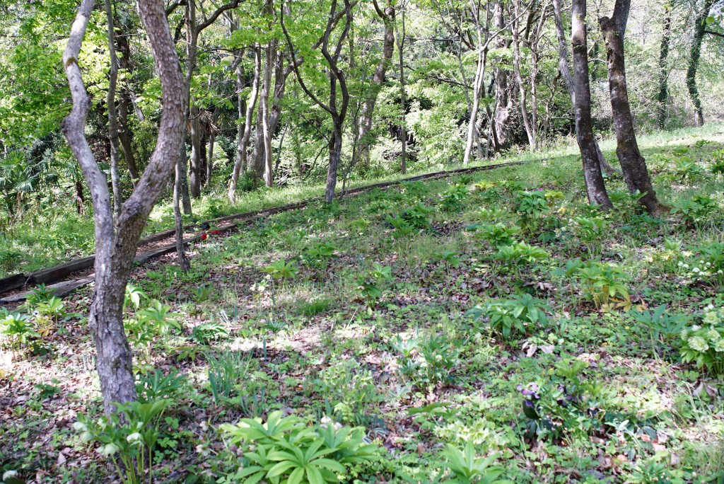 羊山公園　こもれびの庭