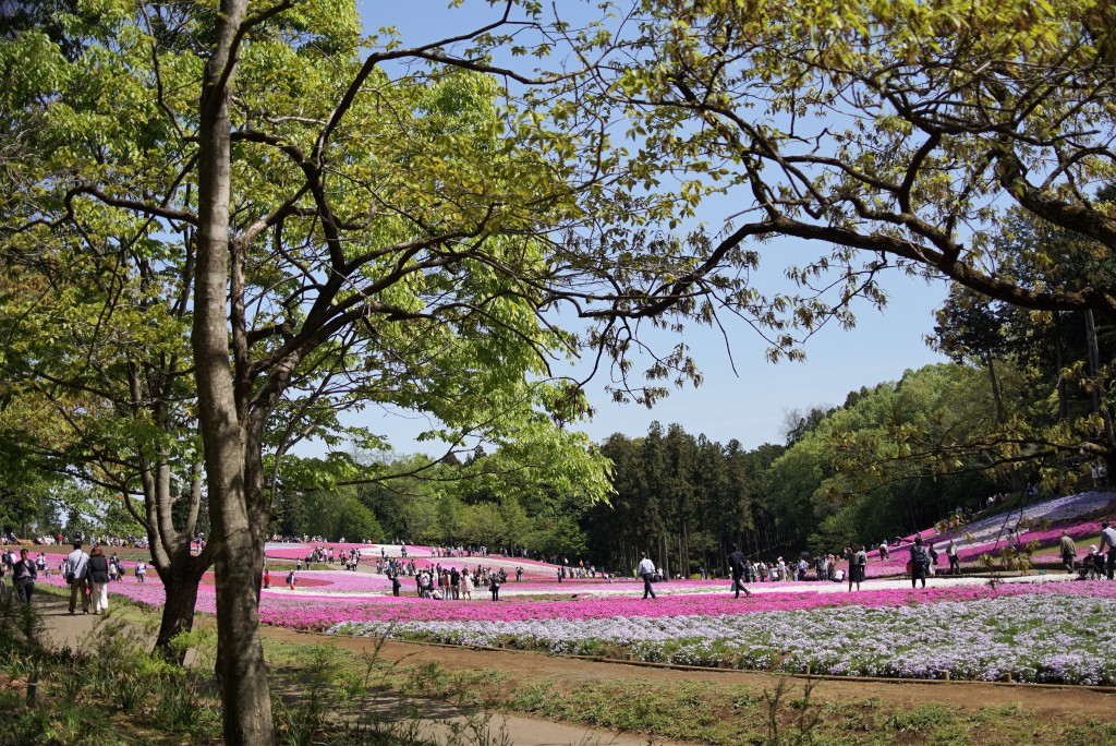 羊山公園　芝ざくら