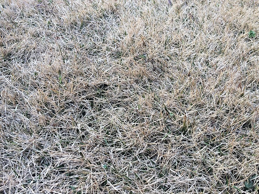 枯れた芝