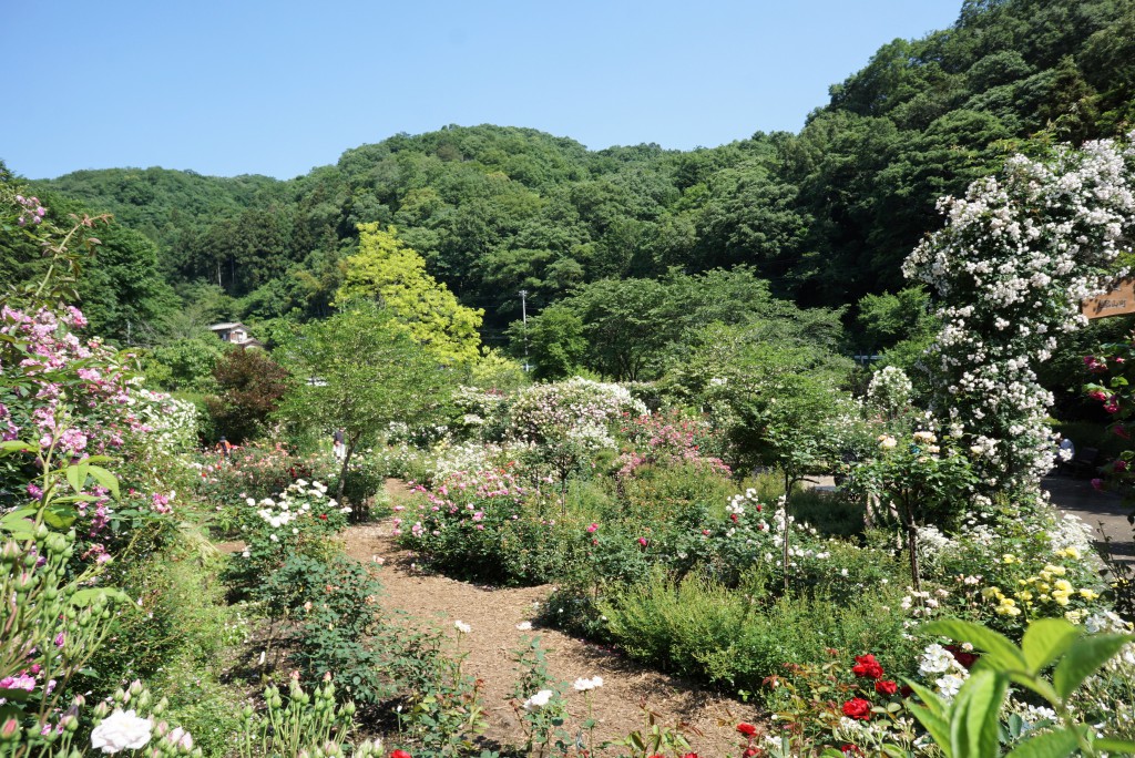 毛呂山町　滝ノ入ローズガーデン