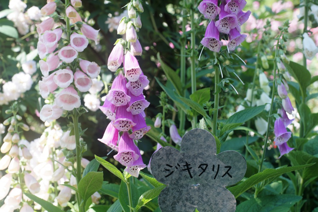 毛呂山町　滝ノ入ローズガーデン