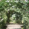 毛呂山町　滝ノ入ローズガーデン