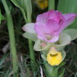 ウコンの花