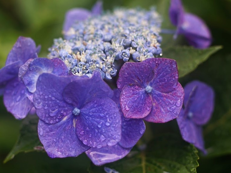 あじさいの花