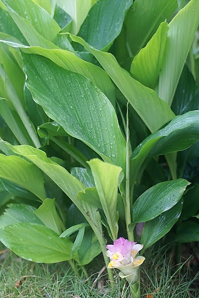 ウコンの花