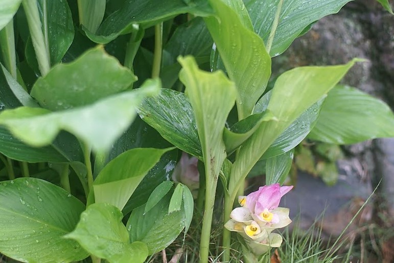 ウコンの花