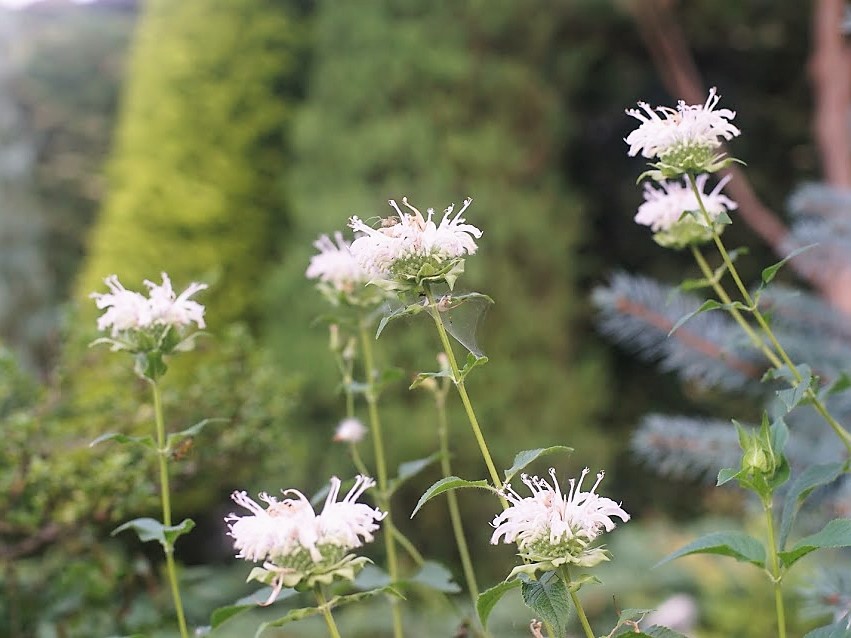 たいまつ草