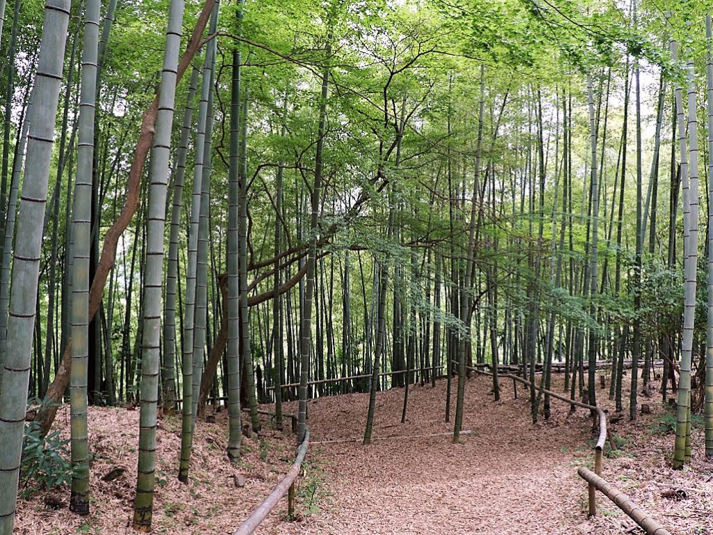 埼玉県飯能市　竹寺