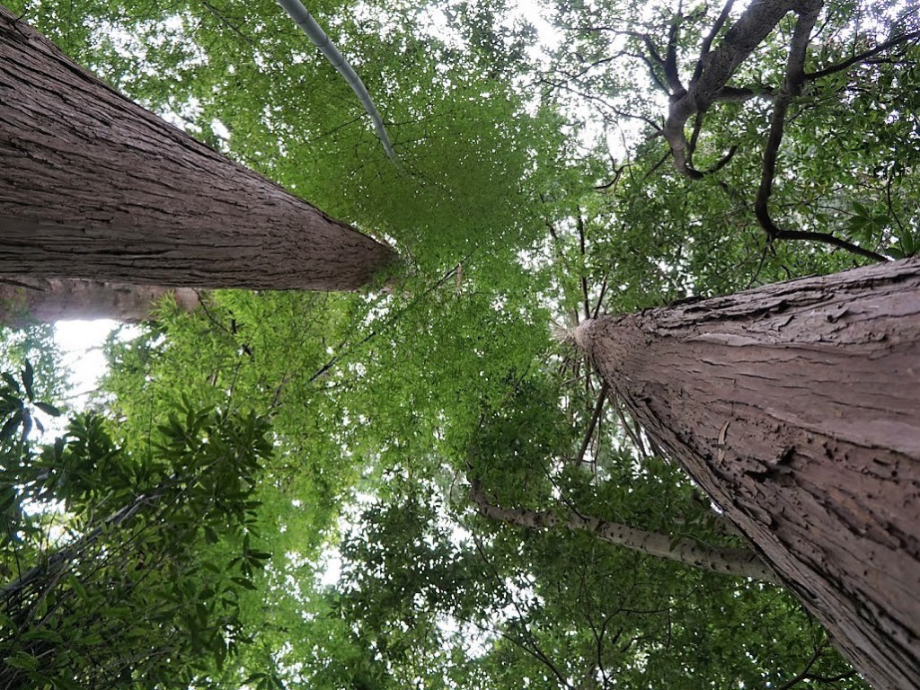 埼玉県飯能市　竹寺