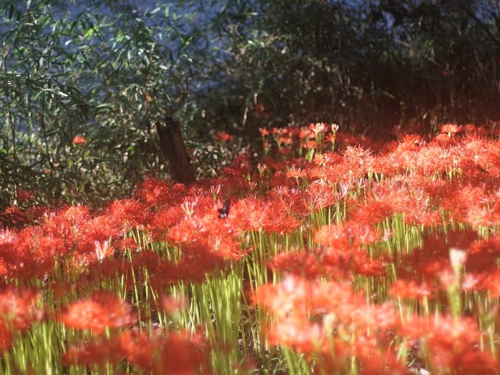 巾着田　曼珠沙華　彼岸花